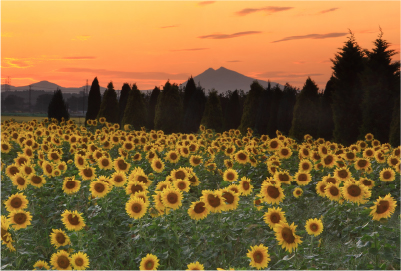 夕景の筑波山とひまわり畑